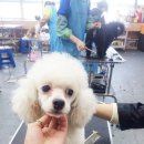 오렌지애견 - 용산구 이촌로 101 | 오렌지애견
