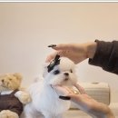 성지애견 이미지