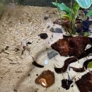 설악칡냉면 숯불갈비 | [ 대전 만년동 ] 설악 칡냉면 / LA 갈비 돼지갈비 왕 갈비탕 냉면 맛집