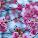 신주꾸 Daum카페