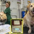 댕댕이천사 이미지