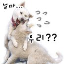 백*구