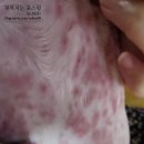 희망동물병원 | 우리 예쁜 강아지 체리 피부발진으로 남포동 희망동물병원 다녀왔어요. / 동물병원 후기