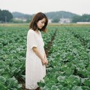 [건강]여수 돌산 갓: 남해안의 보물, 건강과 맛을 담다