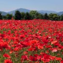 자라섬 관광안내소 | 2026 Colorful Garden 자라섬 꽃 페스타,가평 자라섬 꽃축제 양귀비꽃 산책길,개화시기, 포토존 총정리