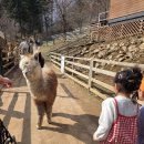 알파카월드 이미지