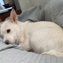 서교동물병원 이미지