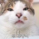 미스터리 사건사고 달글 이미지