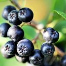 아로니아 이미지