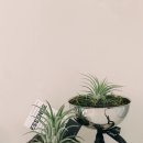 하나인테리어 - 시흥시 신천로80번길 15 | 이오난사 하나 더 들인 후기｜오늘의집 인테리어 소품 추천과 키우기
