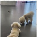 강아지의 하루 | 대구애견호텔 우리 강아지의 행복한 하루: 이시아폴리스 리츠펫 애견유치원 후기