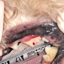 박물관옆동물병원 이미지