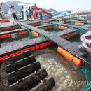 금일읍시장 이미지