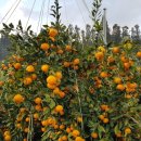 오세열농장 이미지