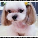 푸른펫살롱 이미지