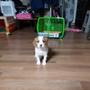 나의 코코 이미지