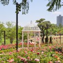 수변공원 (은빛개울공원) | 오산 장미축제 고인돌공원 주차장 체험부스 먹거리 방문후기