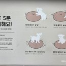 메트로펫 | 퍼핑 펫매트로 교체후 3개월 사용후기&amp;반려견 운동 짐볼