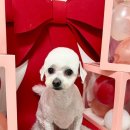 이쁘개귀엽개 이미지