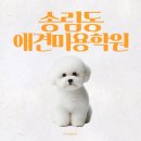 김지순애견미용학원 | 송림동애견미용학원 다닌 솔직 후기