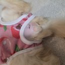 바스텟고양이병원 네이버블로그