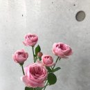 장미유통 이미지