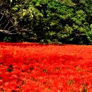 전북고창 선운사의 아름다운 꽃무릇풍경 이미지