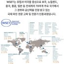 [내돈내산] WSET Level2 자격증 WSA와인아카데미 강의 후기 / 동문추천 이벤트