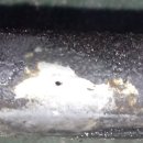 샘카센타 이미지