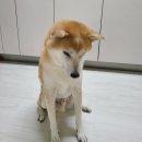 깜미슈퍼 이미지