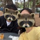 소양강로 L | [춘천 카페] 소나무 숲에서 즐기는 커피, 대형카페 소울 로스터리