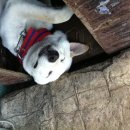 행복한 꿈을 꾸는  이미지