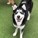 네발총총 이미지