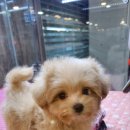 포포 데이케어 이미지