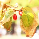 경상감영공원 이미지