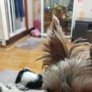 뿌리네 애견샵 이미지