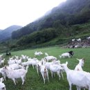 농업회사법인 유한회사 거석 이미지