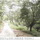 숲속의 계곡 이미지