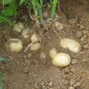 감자서리 이미지