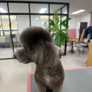 김해애견미용학원