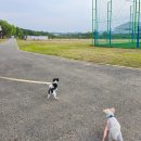 GS25 성남수진점 | 탄천 태평동 애견놀이터 강아지 산책