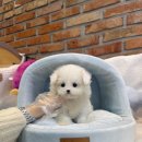 말티폼분양 천안강아지분양 아산강아지분양 대전강아지분양 소형견분양 이미지