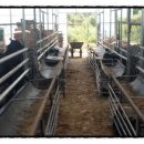 마이산 흑염소 농장 이미지