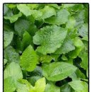 영운농장 이미지