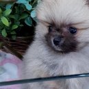 동양애견 강아지분양 고양이분양 이미지