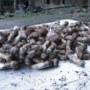 꿈꾸는유배지늡다리 이미지