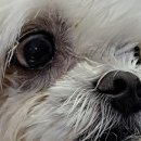 분당밝은아이동물병원 이미지