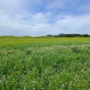 초지로사거리 이미지