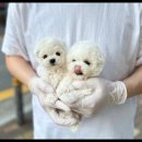 아이러브강아지 이미지