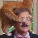 노블펫 | [고양이] 베네보(Benevo) 비건 고양이 사료, 먹여도 괜찮은 걸까?